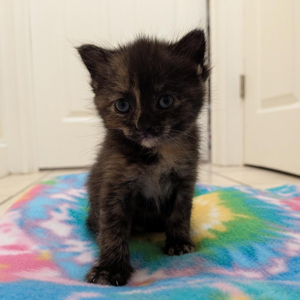 Donna (Smeagol), Adoptable, Kitten Female Domestic Short Hair.