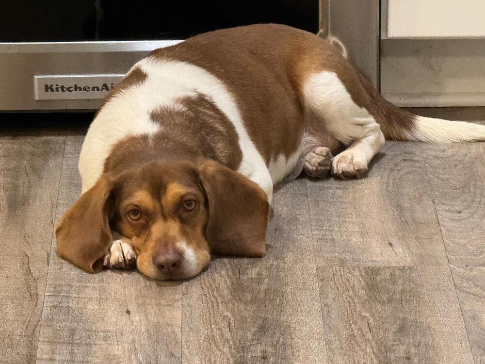 Lady - fostered in KC, Adoptable, Adult Female Beagle.