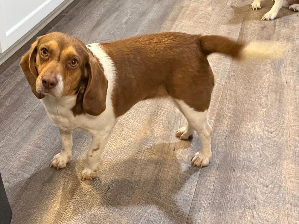 Lady - adoption pending, a Adoptable Beagle in Shawnee Mission, KS image 3/6