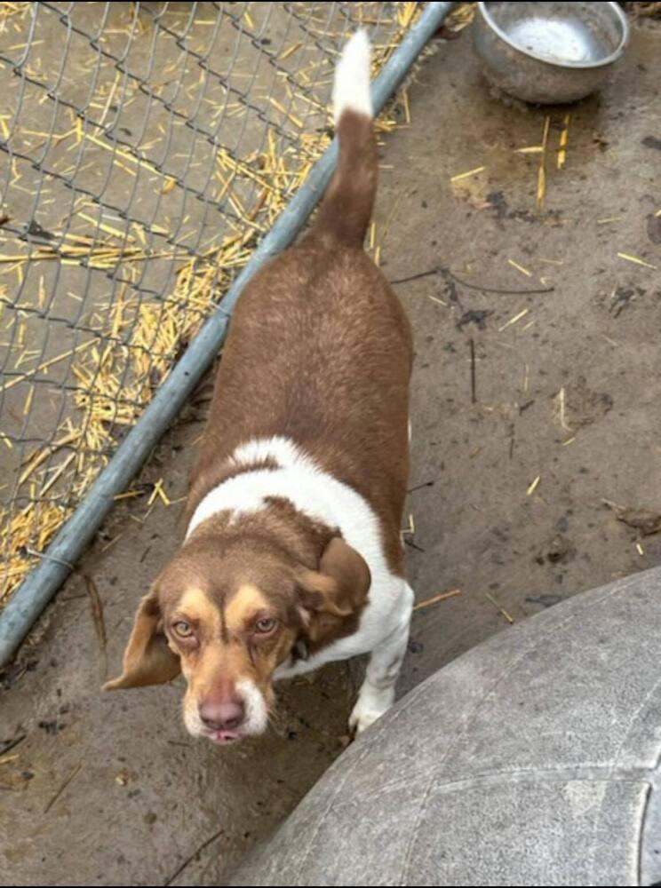 Lady - adoption pending, a Adoptable Beagle in Shawnee Mission, KS image 4/6