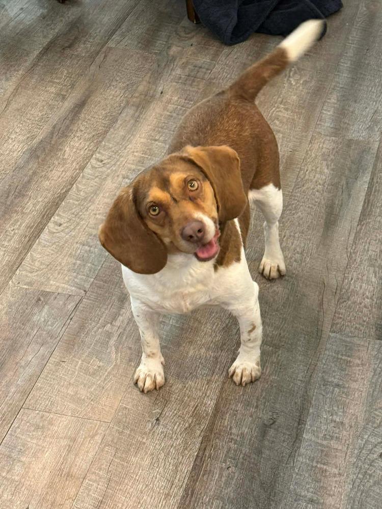 Lady - adoption pending, a Adoptable Beagle in Shawnee Mission, KS image 5/6