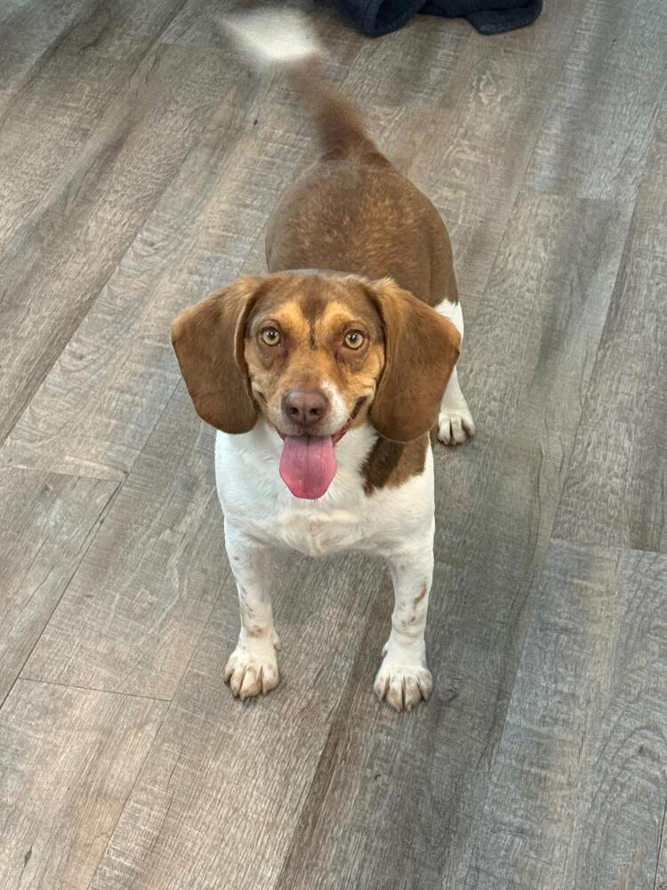 Lady - adoption pending, a Adoptable Beagle in Shawnee Mission, KS image 6/6