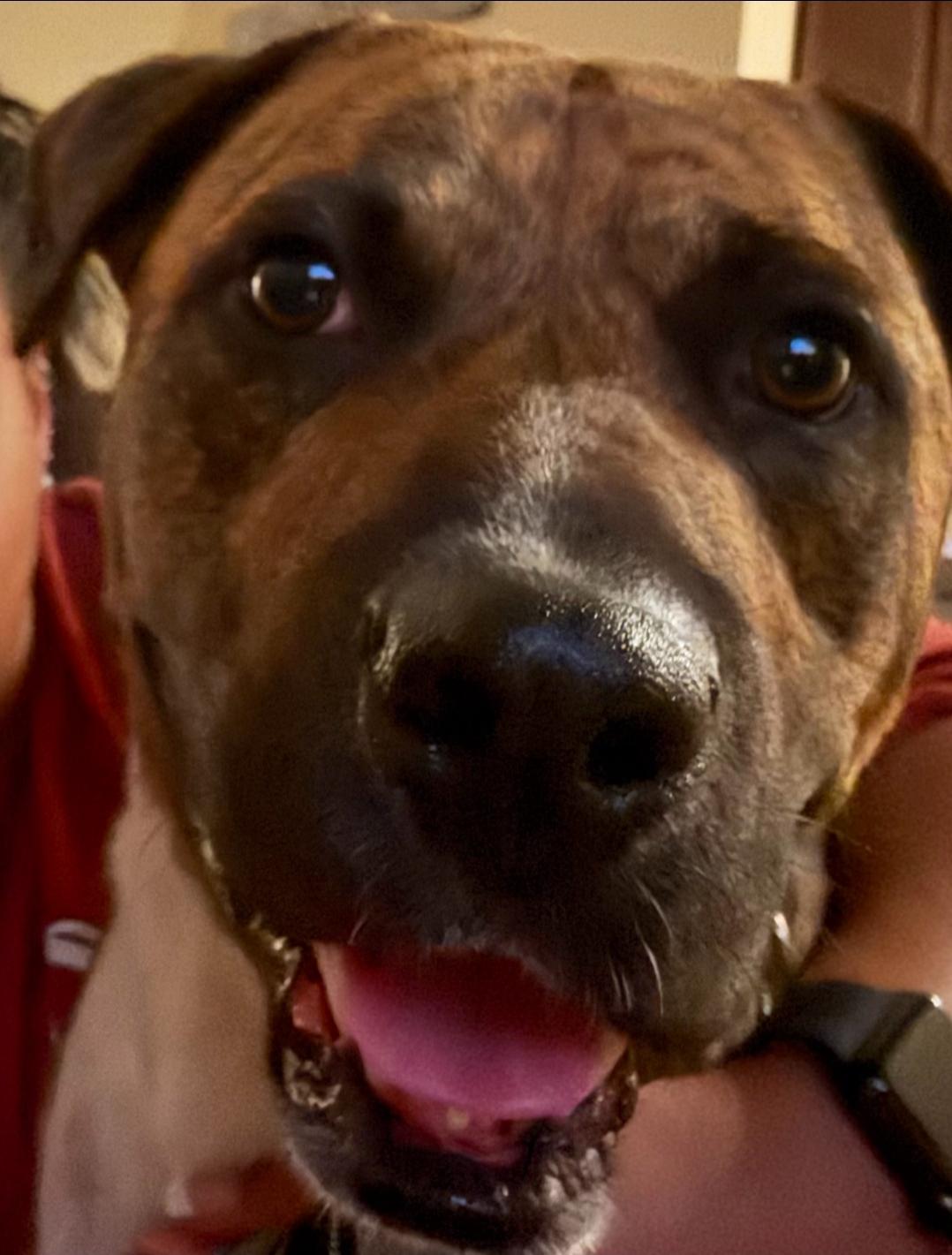 Enlarge Humphrey Bogart, a Adoptable mixed breed in Colonial Heights, VA image 4/5