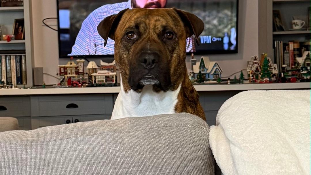 Hank, a Adoptable mixed breed in Colonial Heights, VA image 3/5