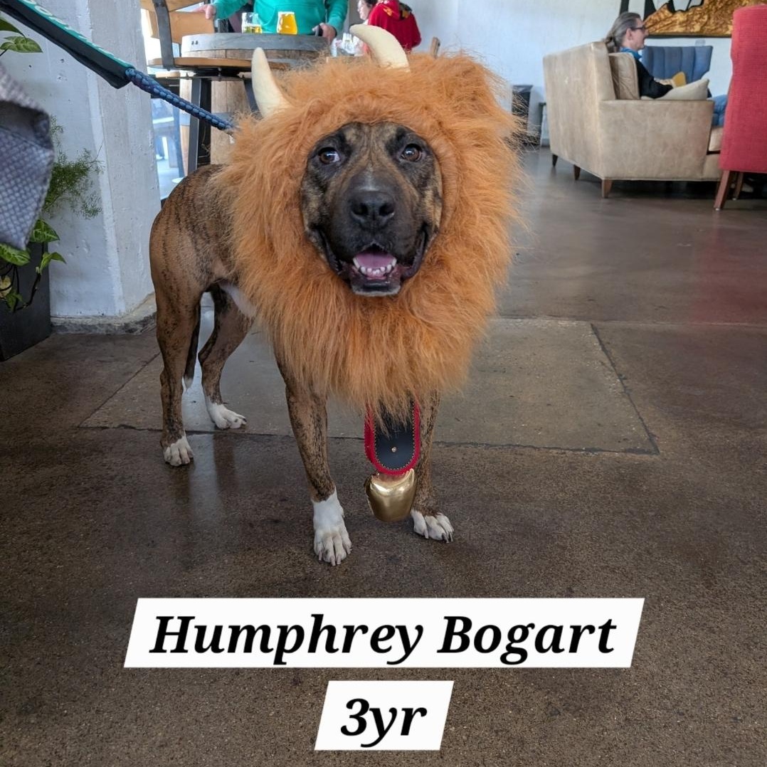 Enlarge Humphrey Bogart, a Adoptable mixed breed in Colonial Heights, VA image 3/5