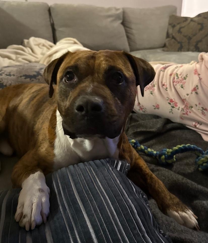 Hank, a Adoptable mixed breed in Colonial Heights, VA image 4/5