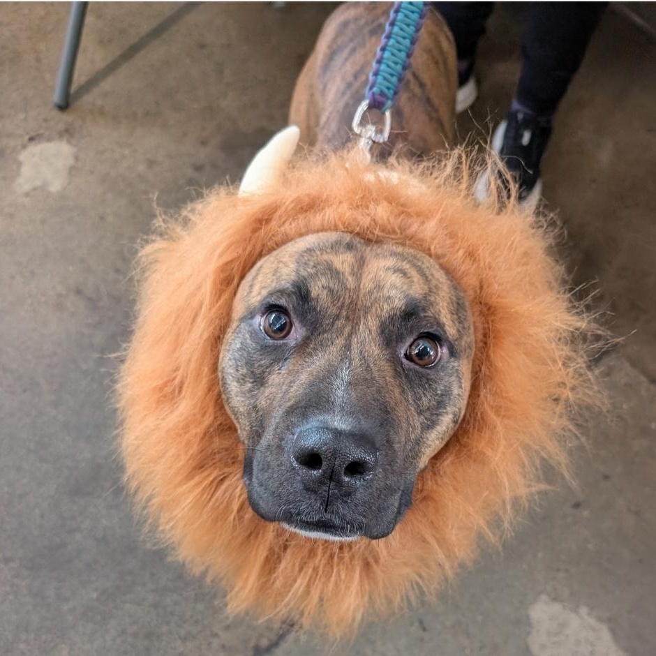 Enlarge Humphrey Bogart, a Adoptable mixed breed in Colonial Heights, VA image 1/5