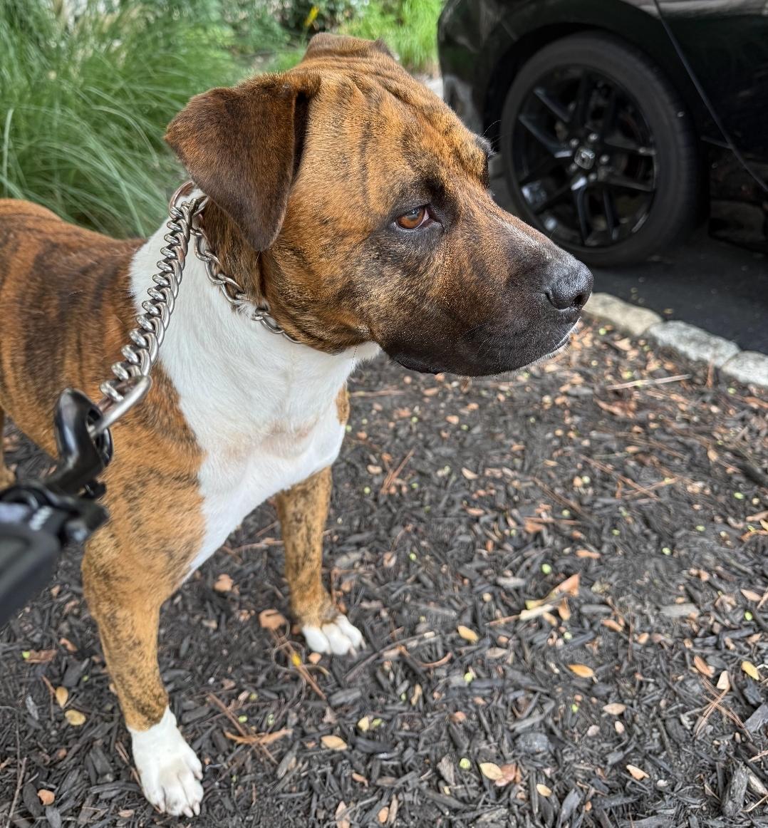 Enlarge Humphrey Bogart, a Adoptable mixed breed in Colonial Heights, VA image 5/5