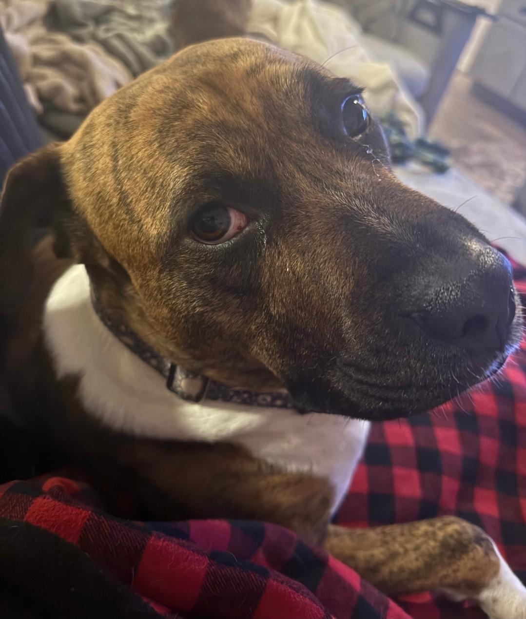 Hank, a Adoptable mixed breed in Colonial Heights, VA image 5/5