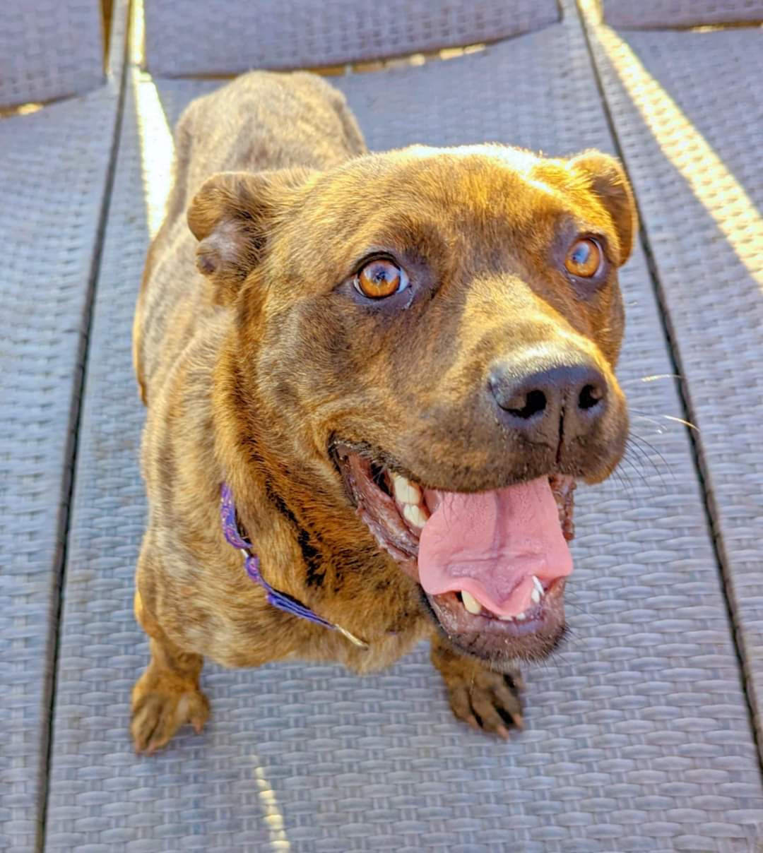 Sasha, a Adoptable mixed breed in Ferndale, MI image 1/5