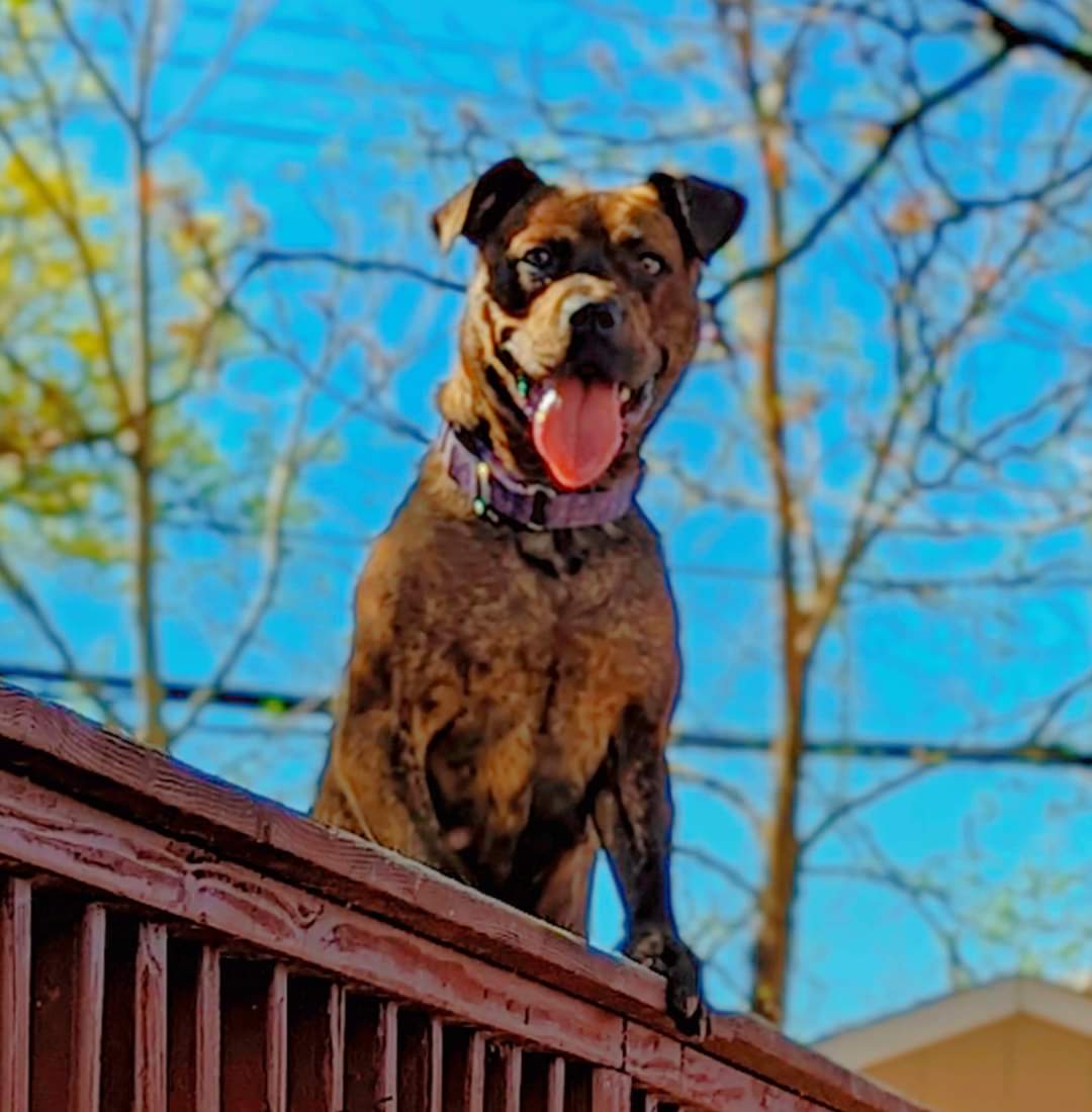 Sasha, a Adoptable mixed breed in Ferndale, MI image 2/5