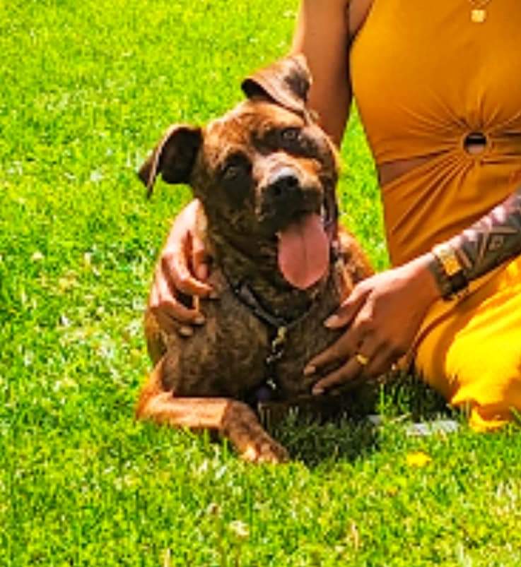 Sasha, a Adoptable mixed breed in Ferndale, MI image 5/5