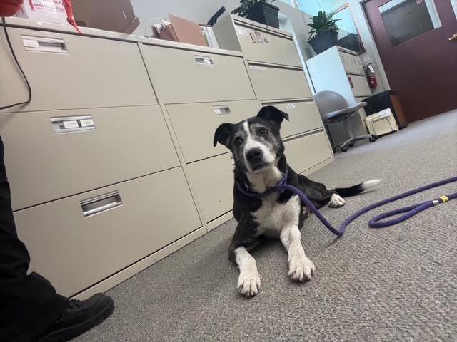 Dottie, Adoptable, Senior Female Border Collie & Labrador Retriever.