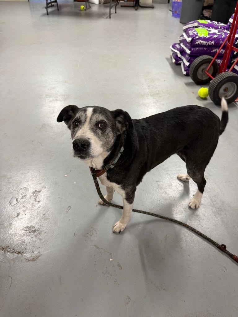 Enlarge Dottie, a Adoptable mixed breed in Glenfield, NY image 2/5