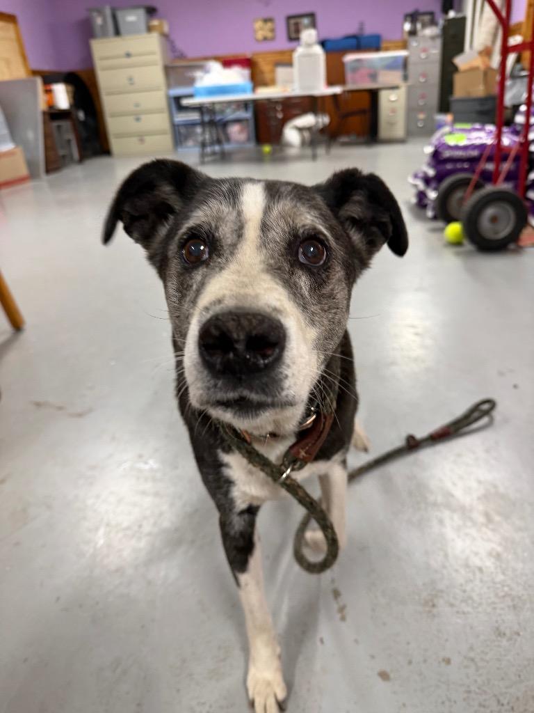 Enlarge Dottie, a Adoptable mixed breed in Glenfield, NY image 3/5