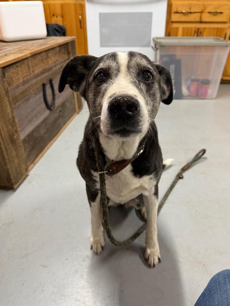 Enlarge Dottie, a Adoptable mixed breed in Glenfield, NY image 4/5