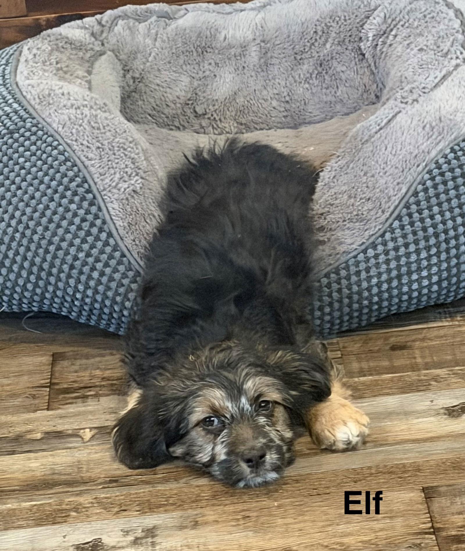 Enlarge Elf, a Adopted Spaniel in Colorado Springs, CO image 3/3