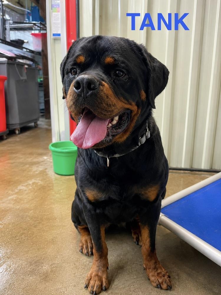 Tank, Adoptable, Adult Male Rottweiler.