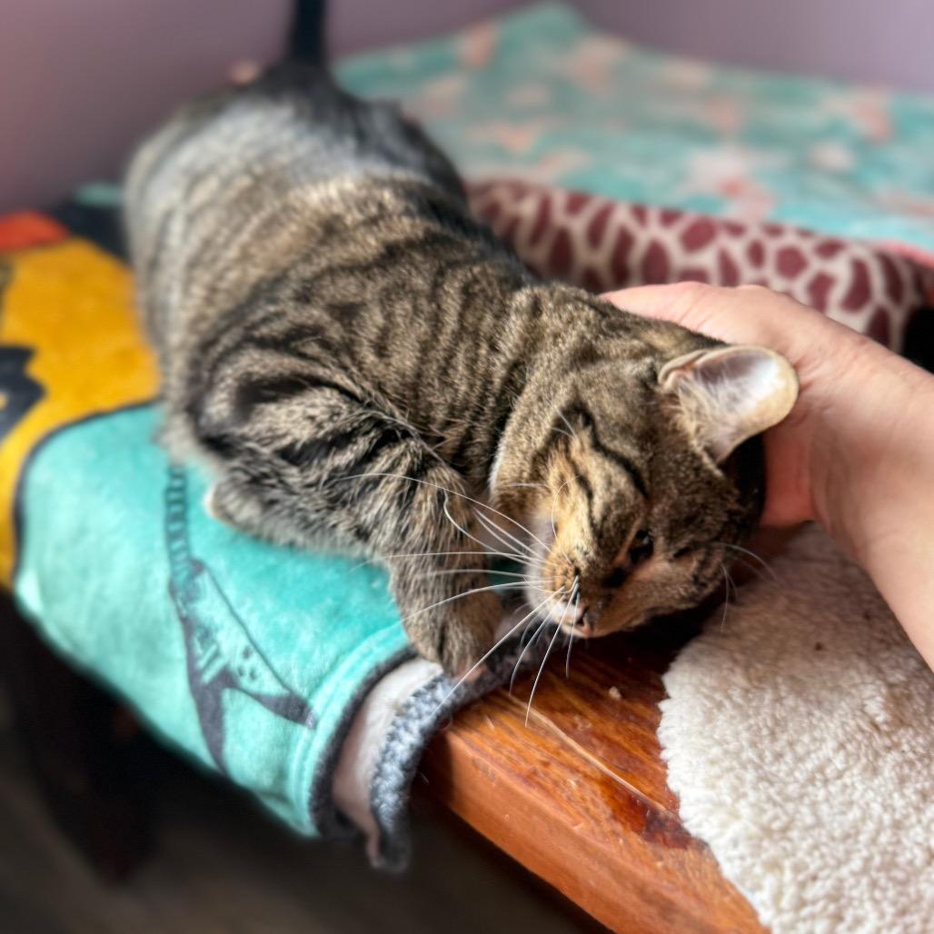 Tori — thumbnail 5