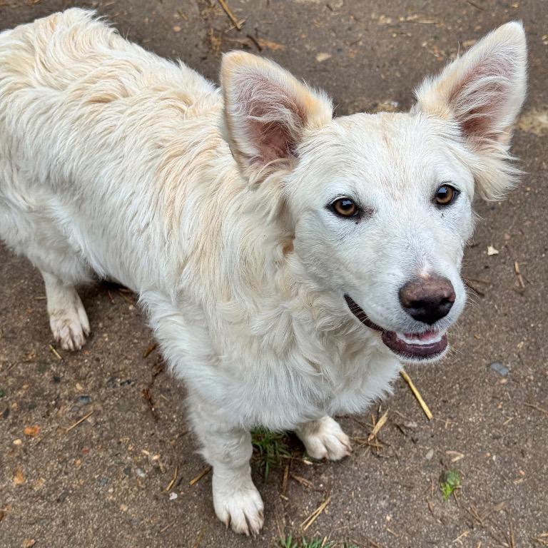 Snow, Adoptable, Young Female Australian Shepherd & German Shepherd Dog.