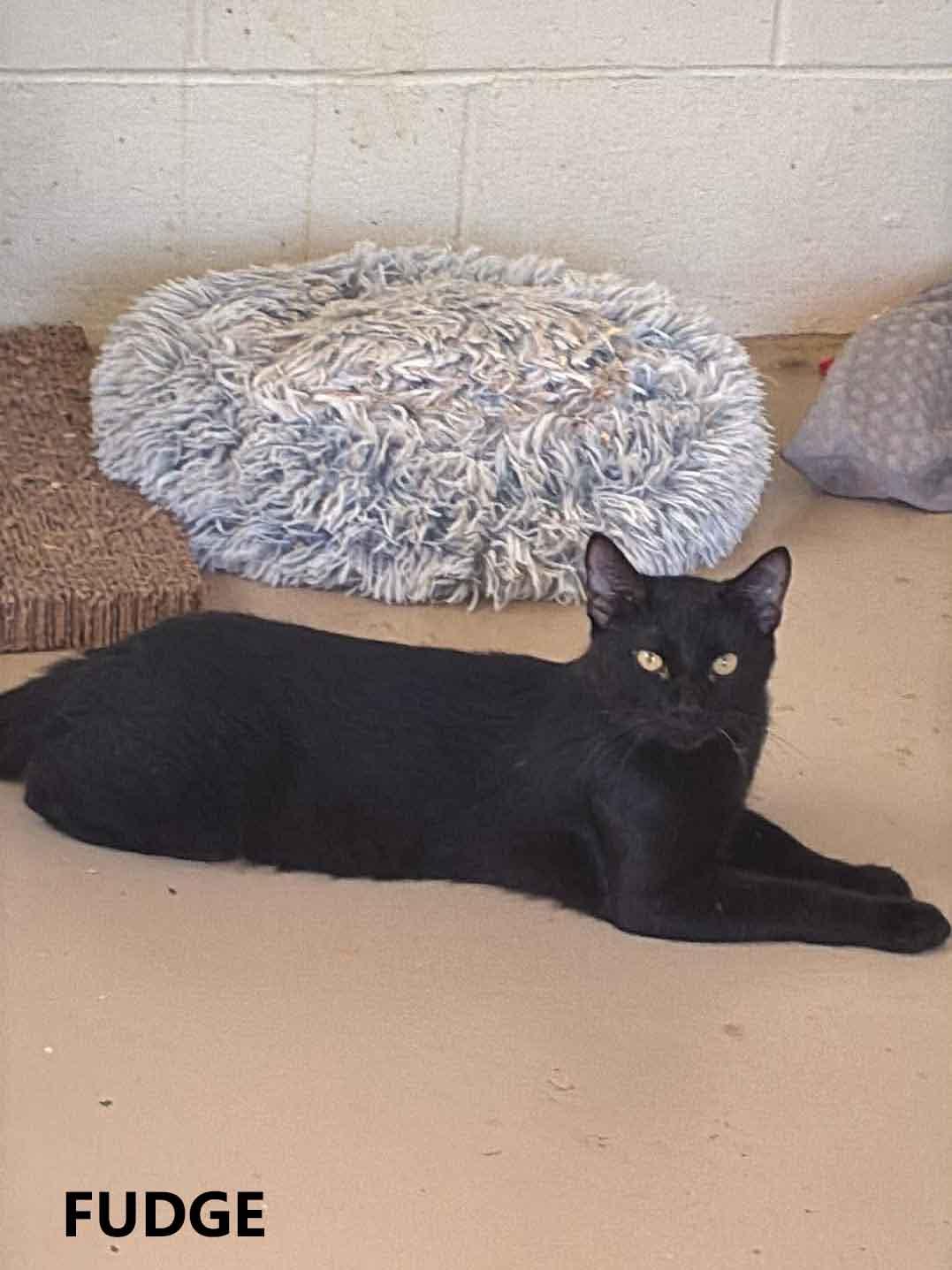Fudge, a ADOPTABLE Domestic Short Hair in Washington, GA image 1/2