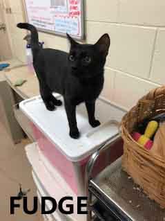 Fudge, ADOPTABLE, Young Male Domestic Short Hair.