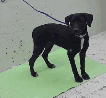 Demkoser / Zoey, Adoptable, Puppy Female Labrador Retriever & Chihuahua.