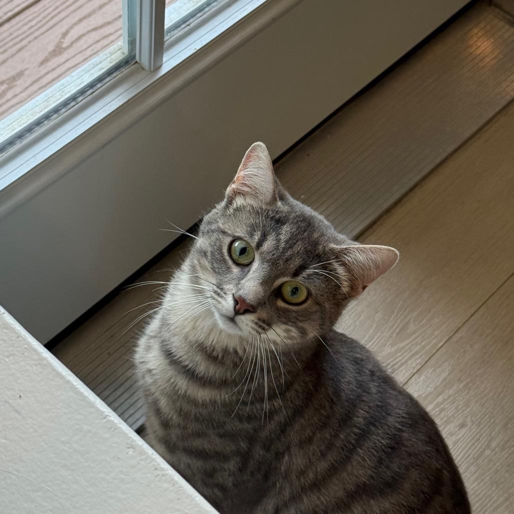 Roux, ADOPTABLE, Young Male Domestic Short Hair.