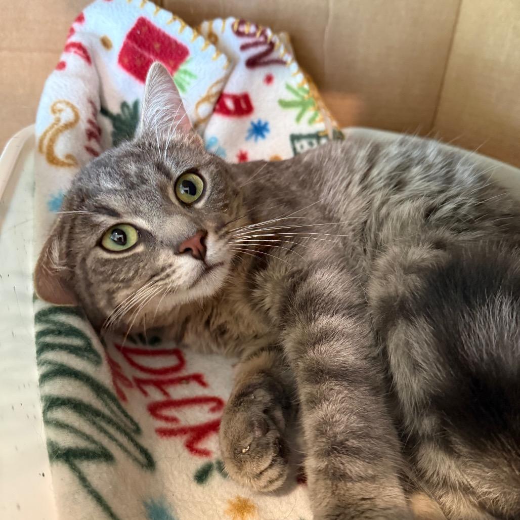Enlarge Roux, a ADOPTABLE Domestic Short Hair in Fenton, MI image 4/4