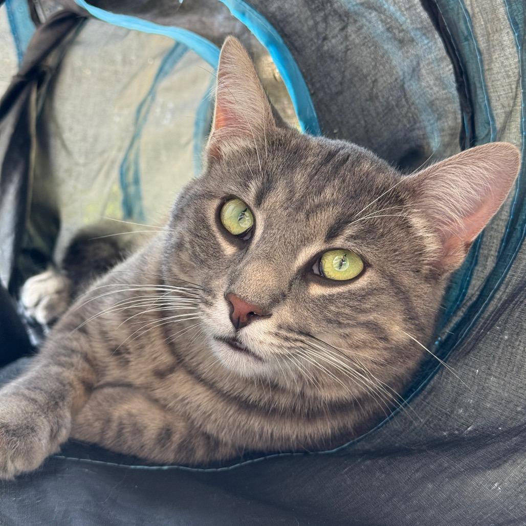 Roux, an adoptable Domestic Short Hair in Fenton, MI image 1/5