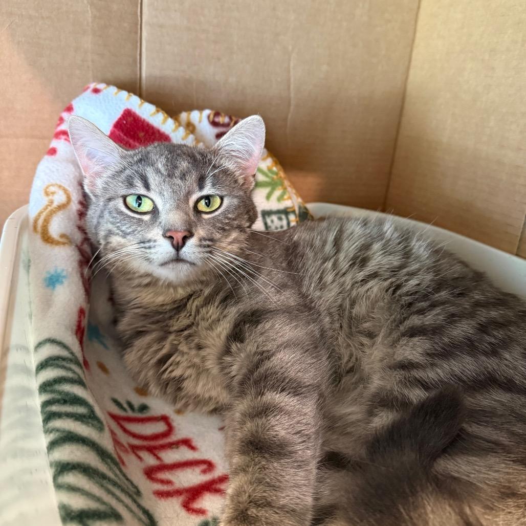 Enlarge Roux, a ADOPTABLE Domestic Short Hair in Fenton, MI image 3/4