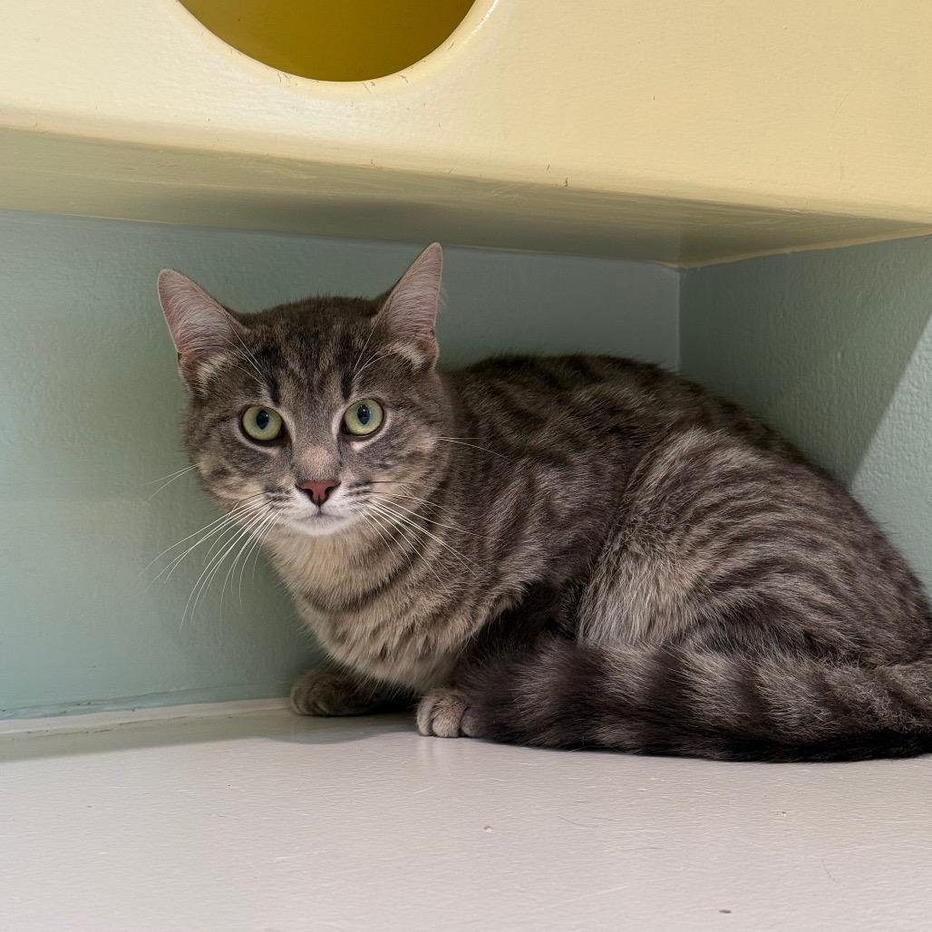 Enlarge Roux, a ADOPTABLE Domestic Short Hair in Fenton, MI image 2/4