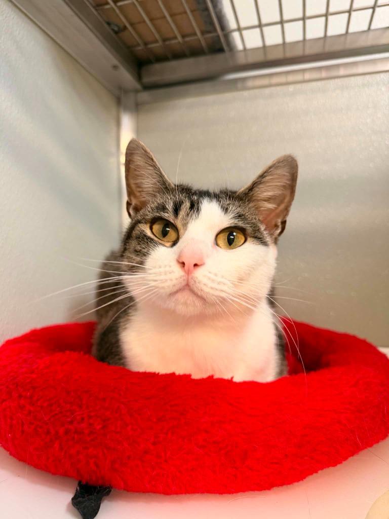 Enlarge Piper, a Adoptable Tabby in Kodiak, AK image 1/1