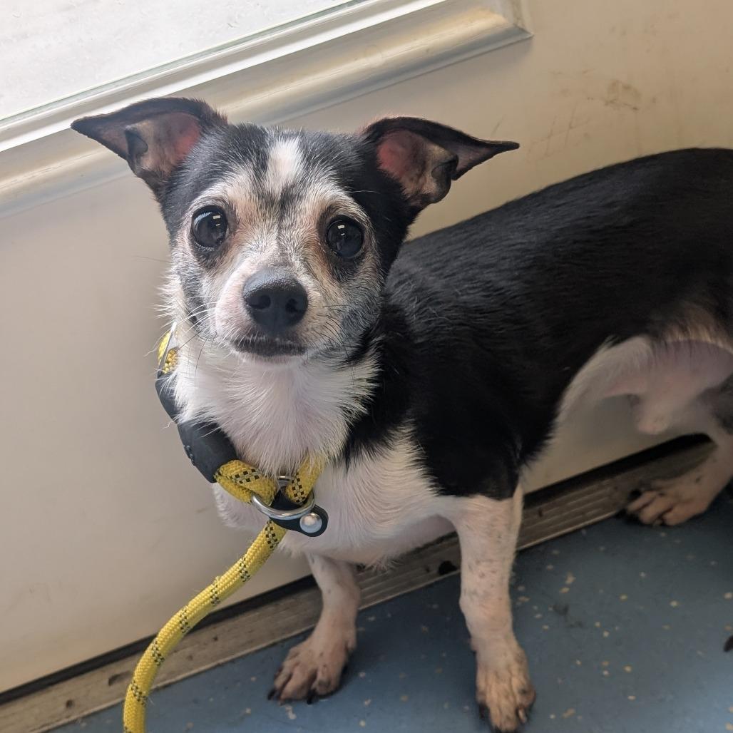 Monte, Adoptable, Adult Male Chihuahua & Shih Tzu.