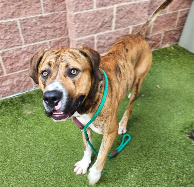 DIEGO, Adoptable, Young Male Mastiff & Mixed Breed.