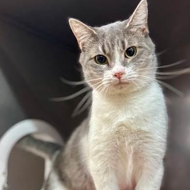 Enlarge Julianna, a ADOPTABLE Domestic Short Hair in Nantucket, MA image 1/1