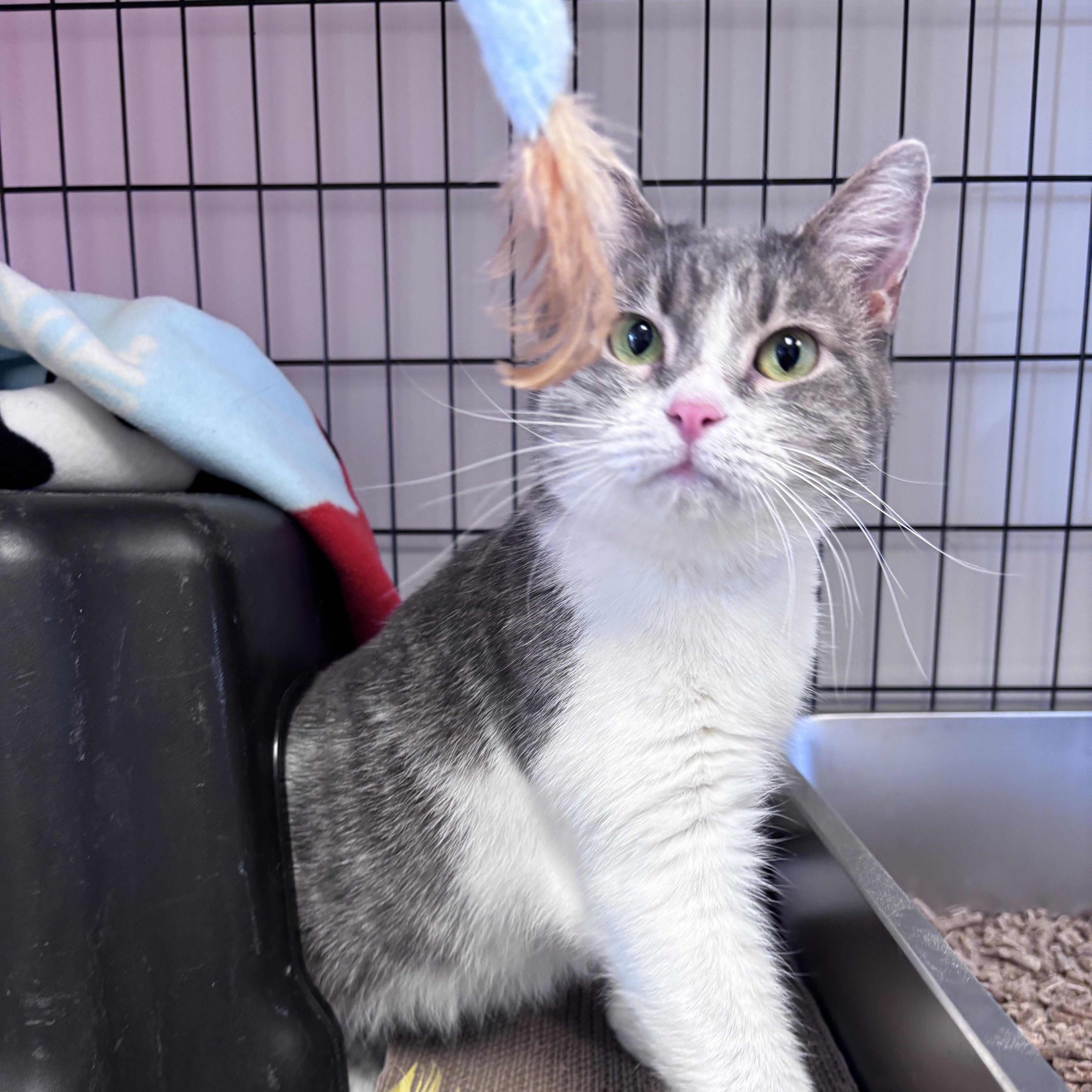 Julianna, a ADOPTABLE Domestic Short Hair in Nantucket, MA image 2/2