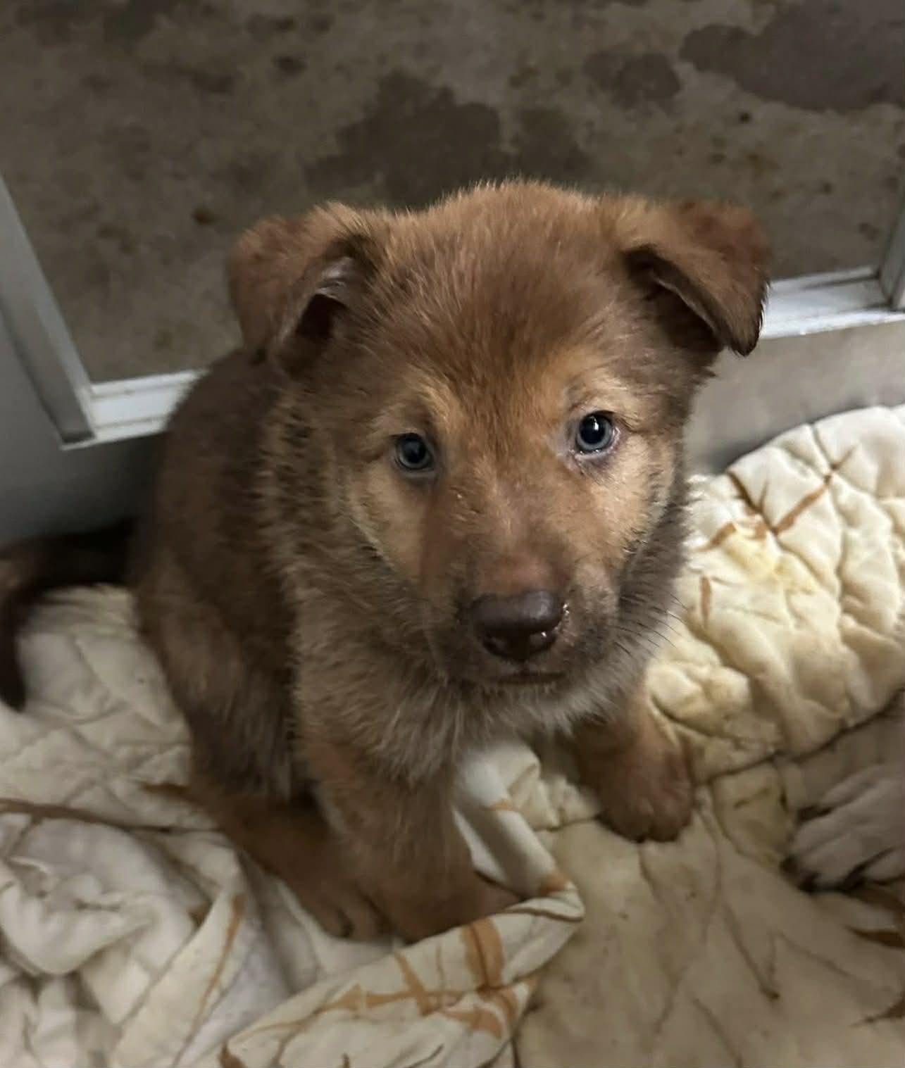 Bee Litter: Carpenter, a Adopted German Shepherd Dog in Vancouver, WA image 1/3