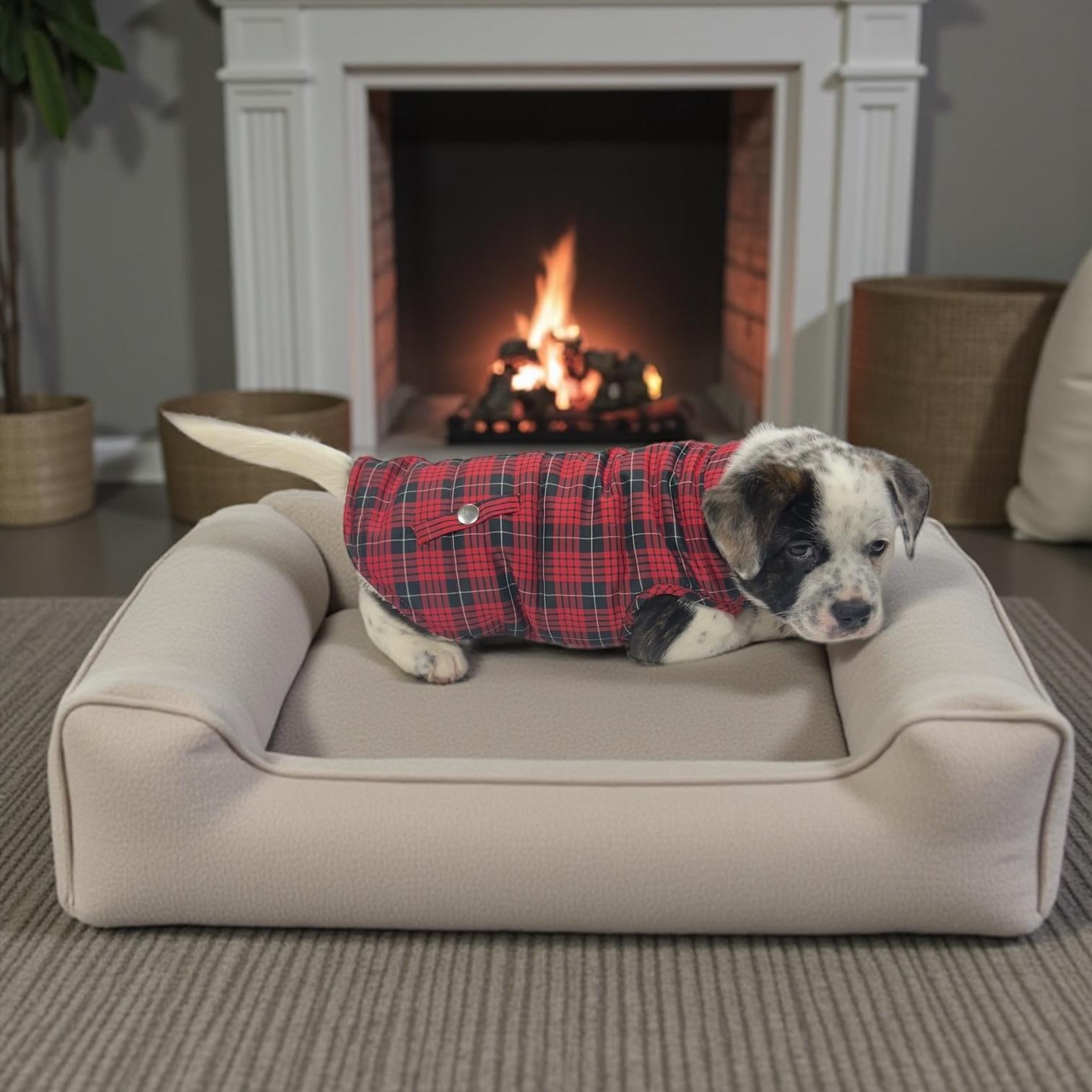 Enlarge Twinkle, a Adoptable Australian Shepherd in Effingham, IL image 4/6