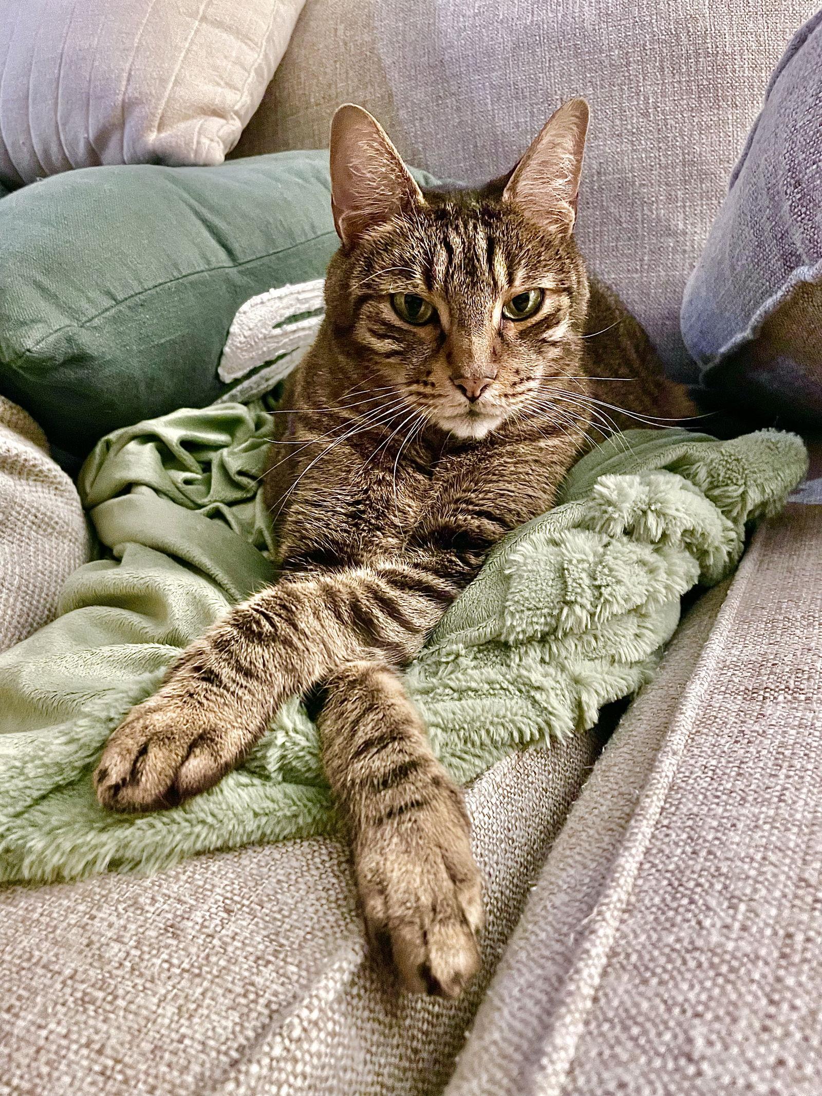 Caesar, Adoptable, Adult Male Domestic Short Hair & Tabby.