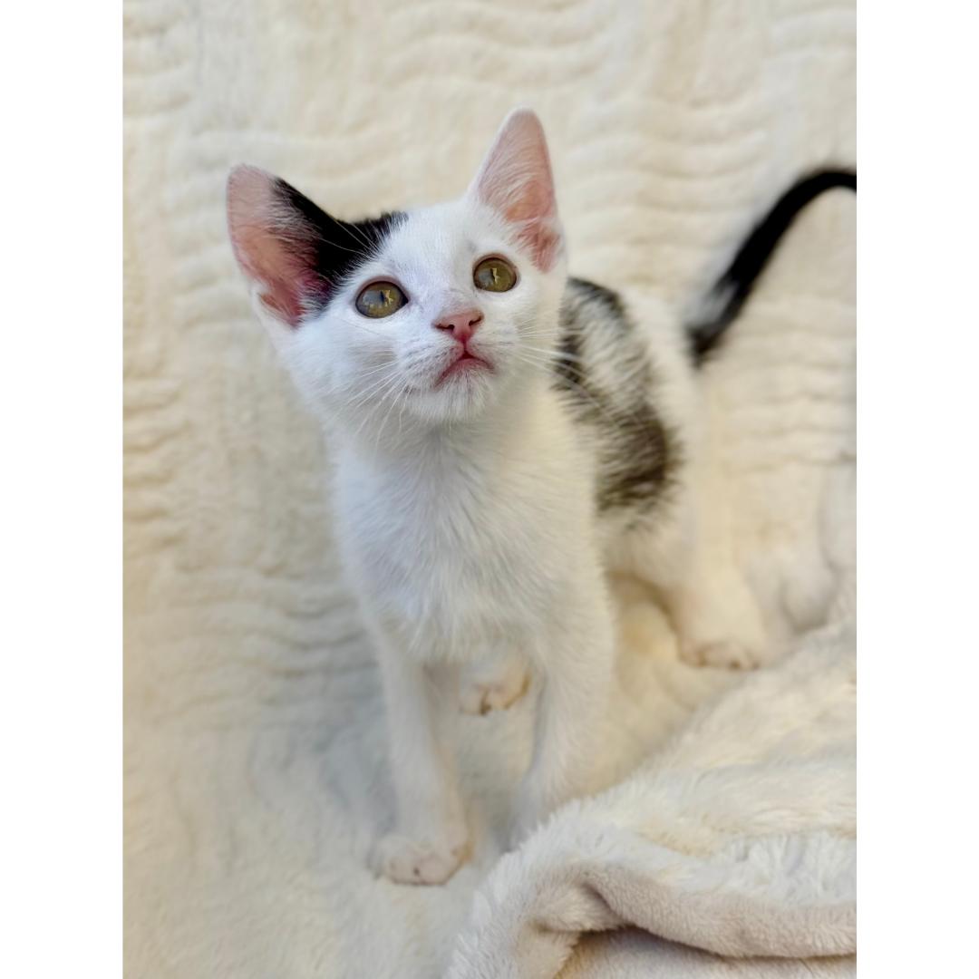 Pua, an adopted Domestic Short Hair in Morgan Hill, CA image 2/6