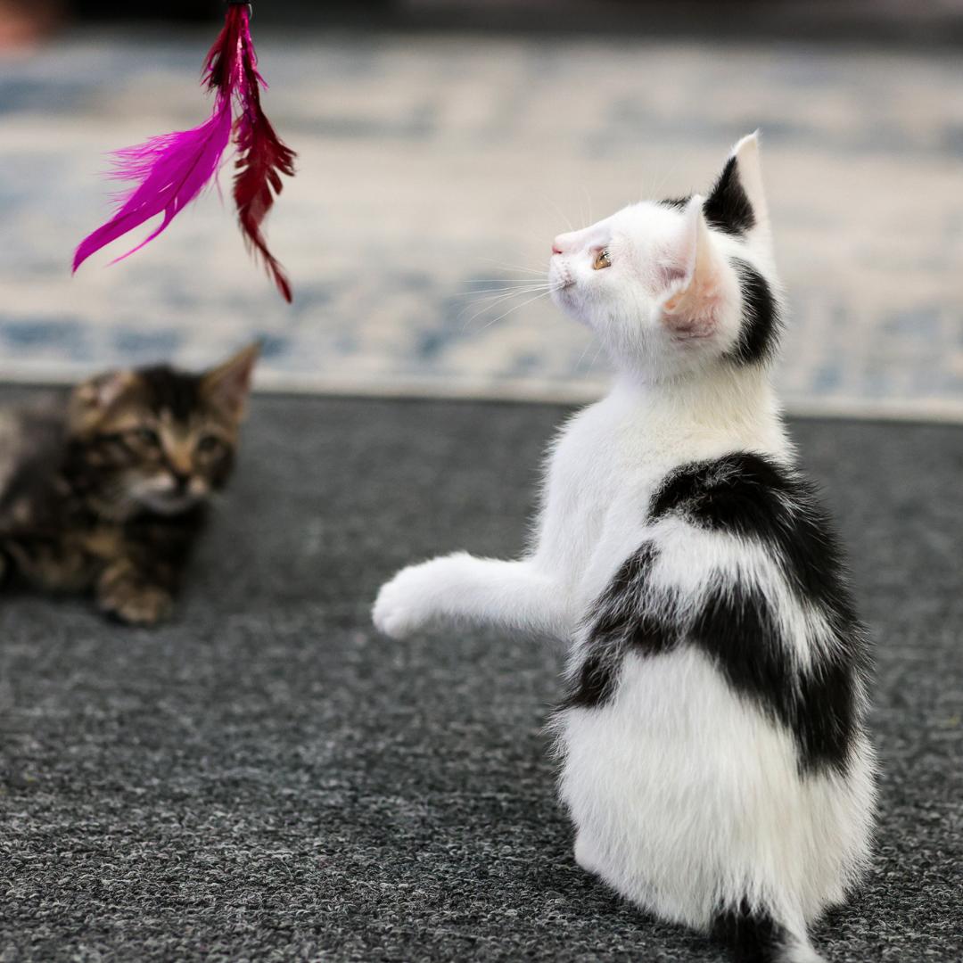 Pua, an adopted Domestic Short Hair in Morgan Hill, CA image 5/6