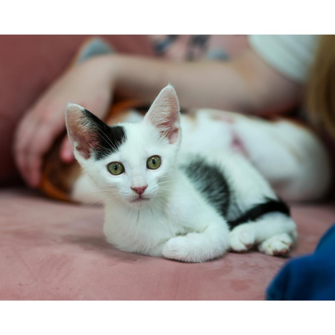 Pua, an adopted Domestic Short Hair in Morgan Hill, CA image 3/6
