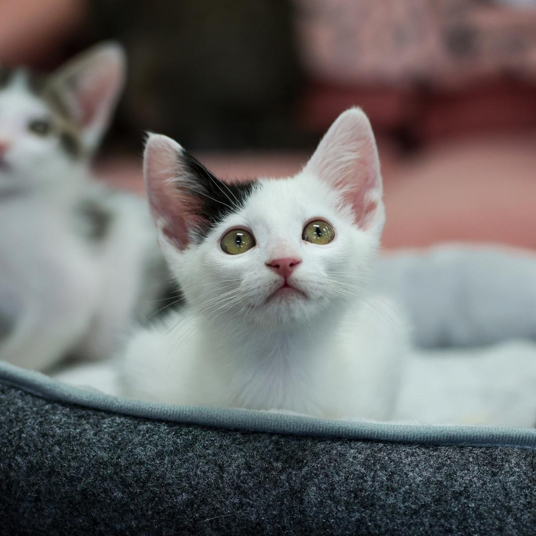Pua, an adopted Domestic Short Hair in Morgan Hill, CA image 6/6