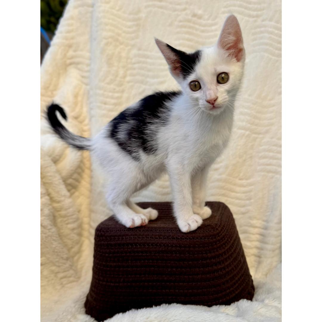 Pua, an adopted Domestic Short Hair in Morgan Hill, CA image 1/6