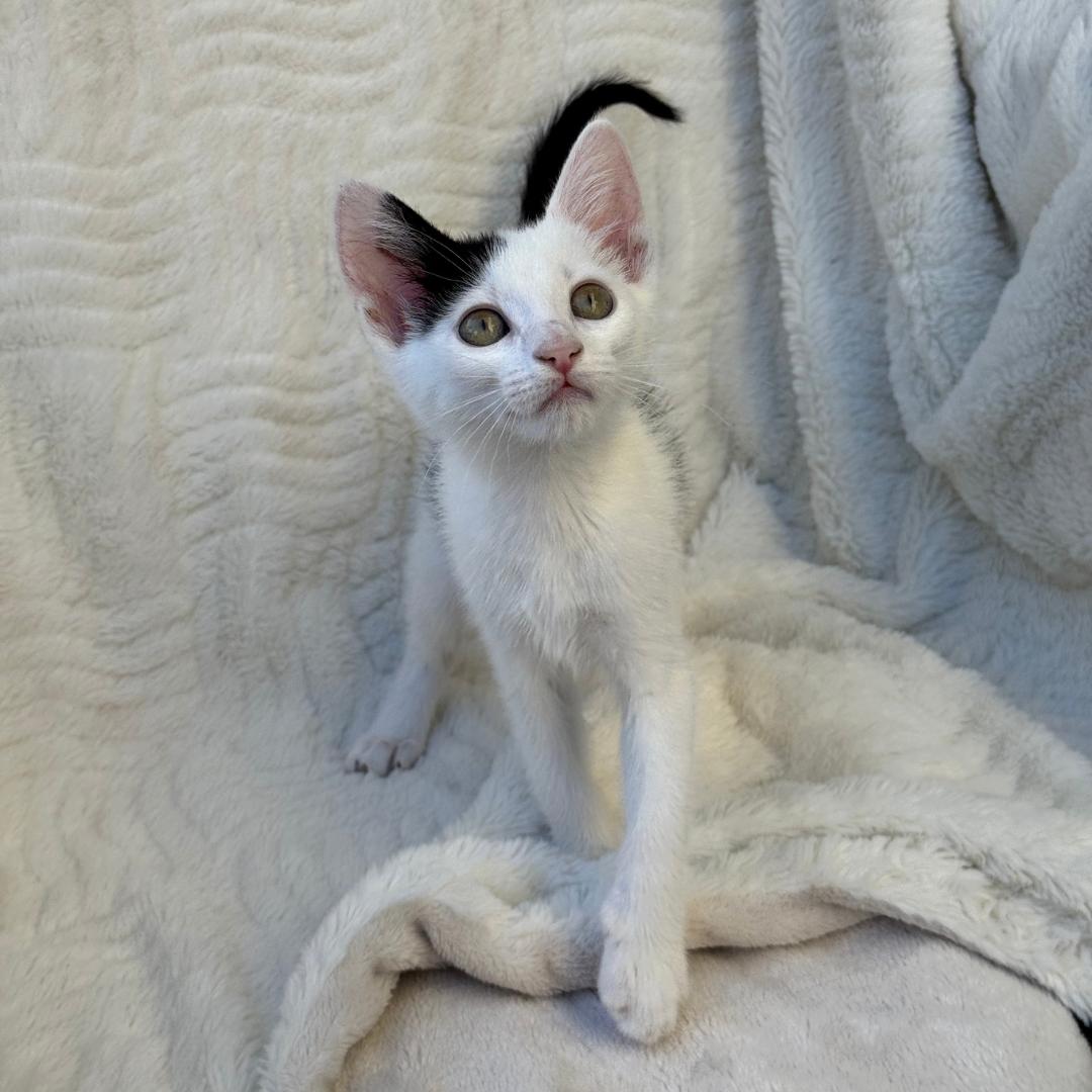 Pua, an adopted Domestic Short Hair in Morgan Hill, CA image 4/6