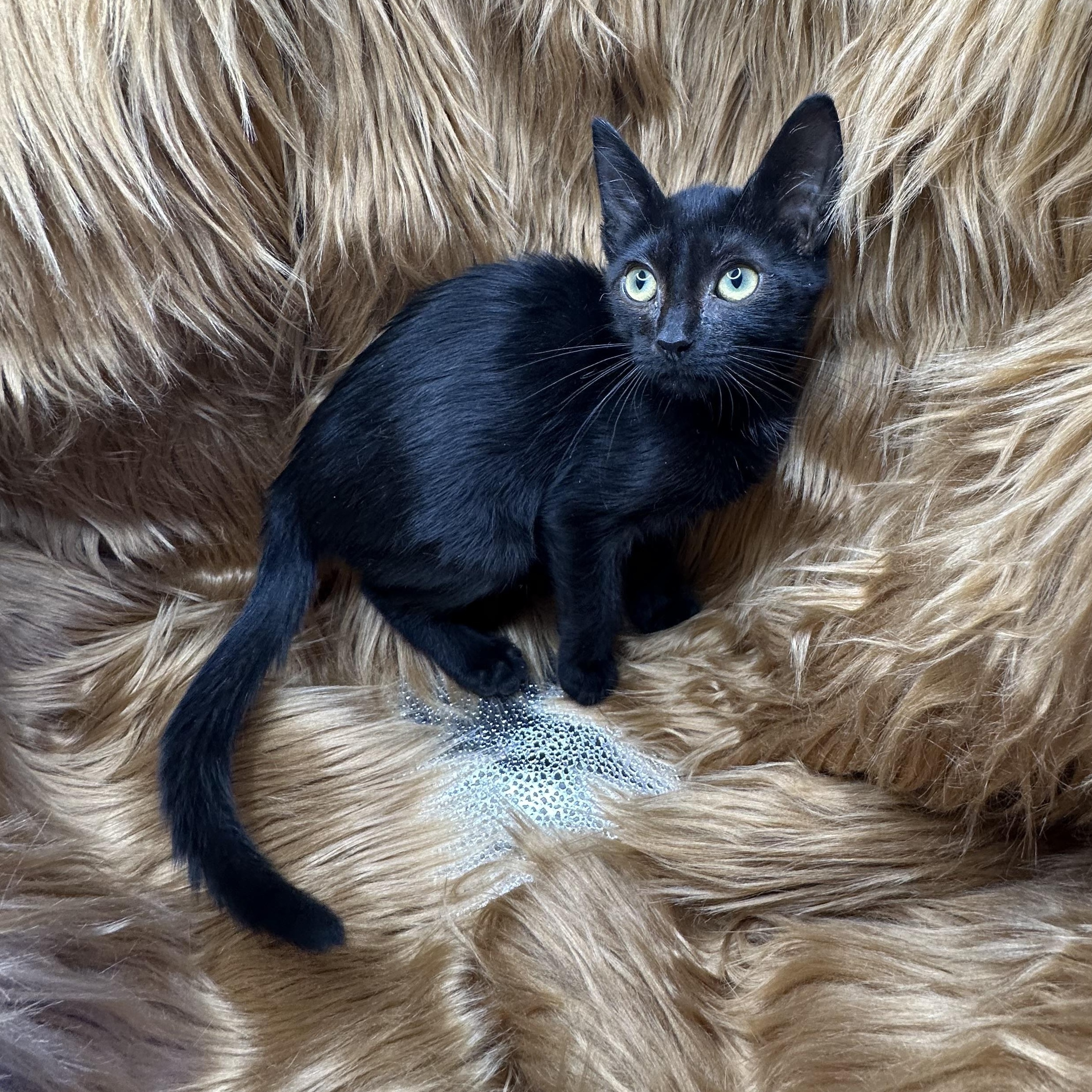 Enlarge Pot-au-feu, a Adoptable mixed breed in Poway, CA image 1/1