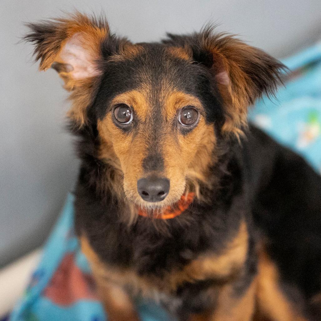 Biscotti (MR26-120), Adoptable, Adult Female Dachshund & Mixed Breed.