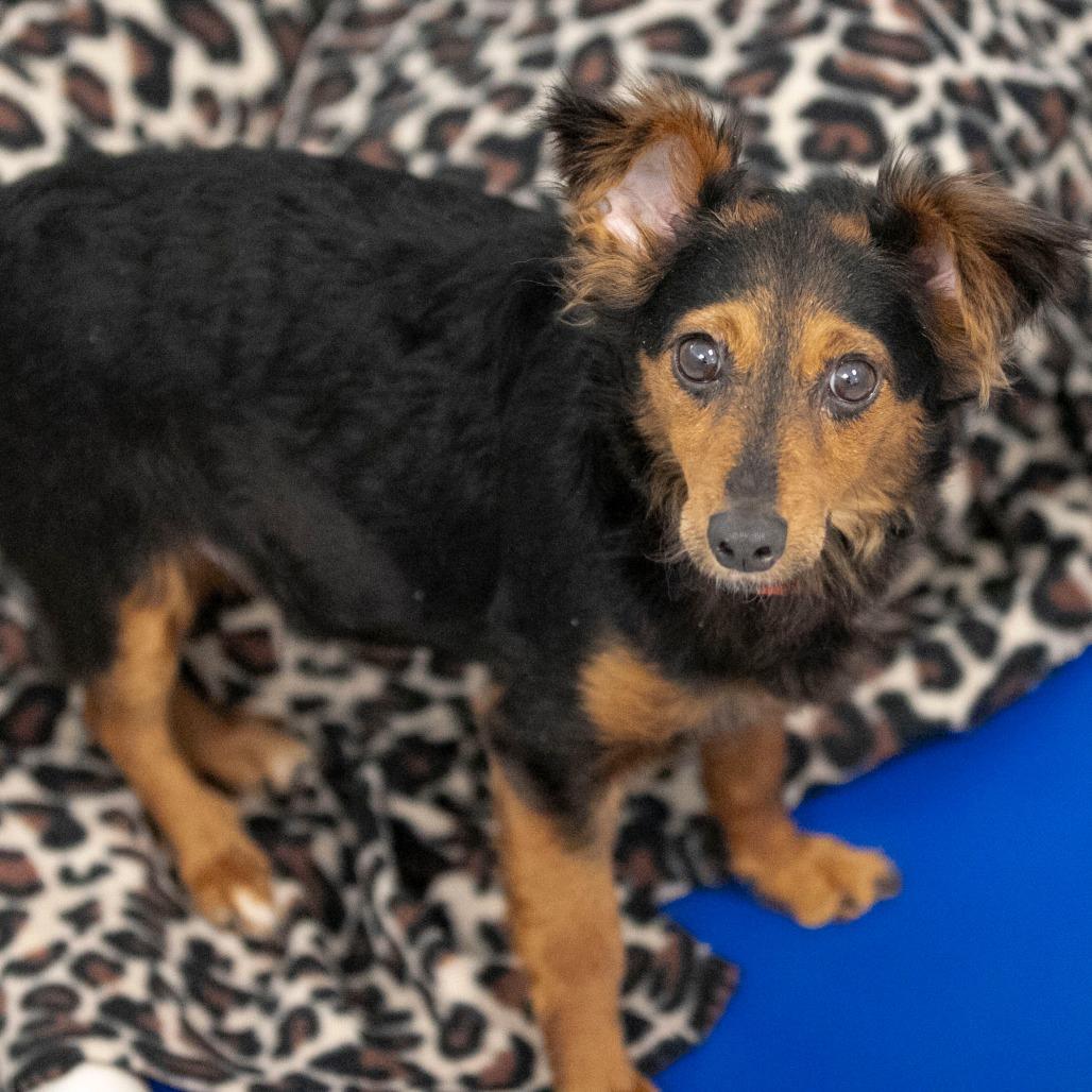 Enlarge Biscotti (MR26-120), a Adoptable mixed breed in Peyton, CO image 2/6