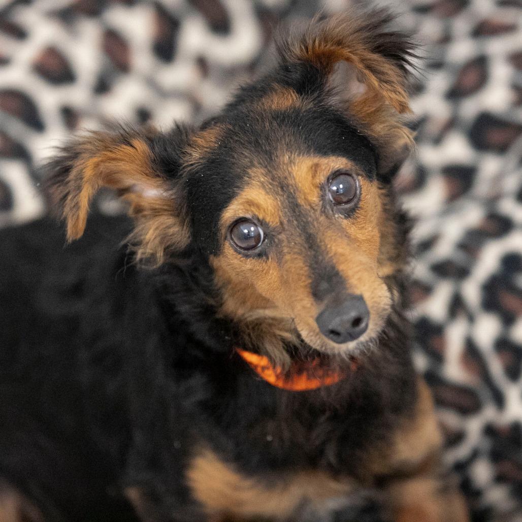 Enlarge Biscotti (MR26-120), a Adoptable mixed breed in Peyton, CO image 3/6